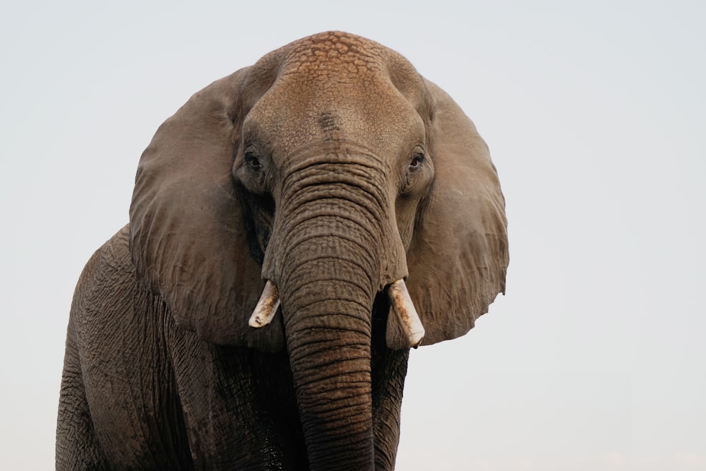 brown elephant in close up photography