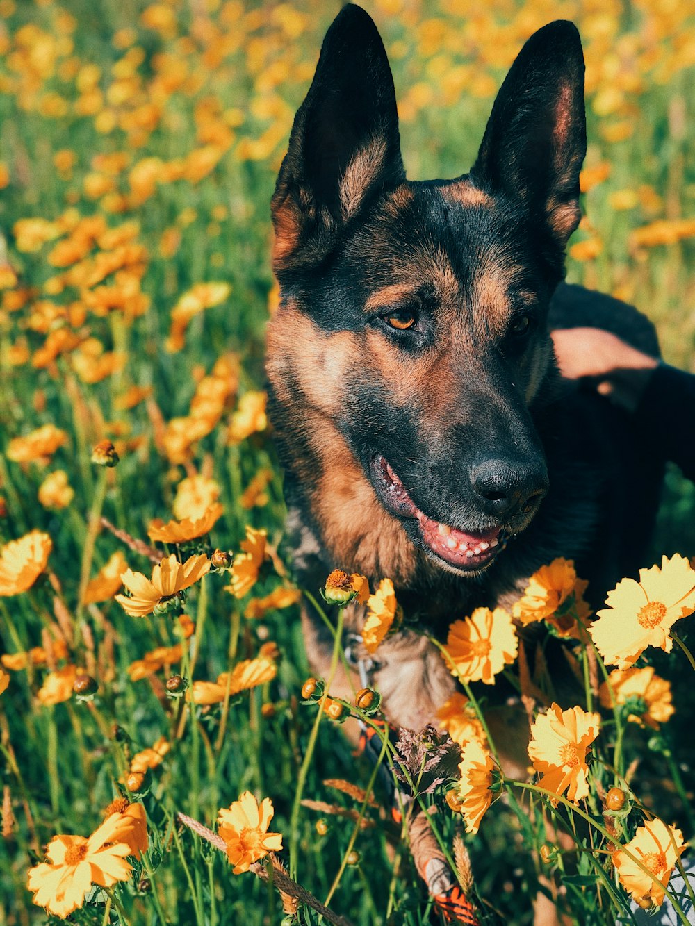 black and tan german shepherd puppy on yellow flower field during daytime