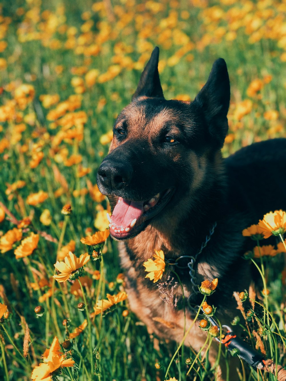 black and tan german shepherd on yellow flower field during daytime