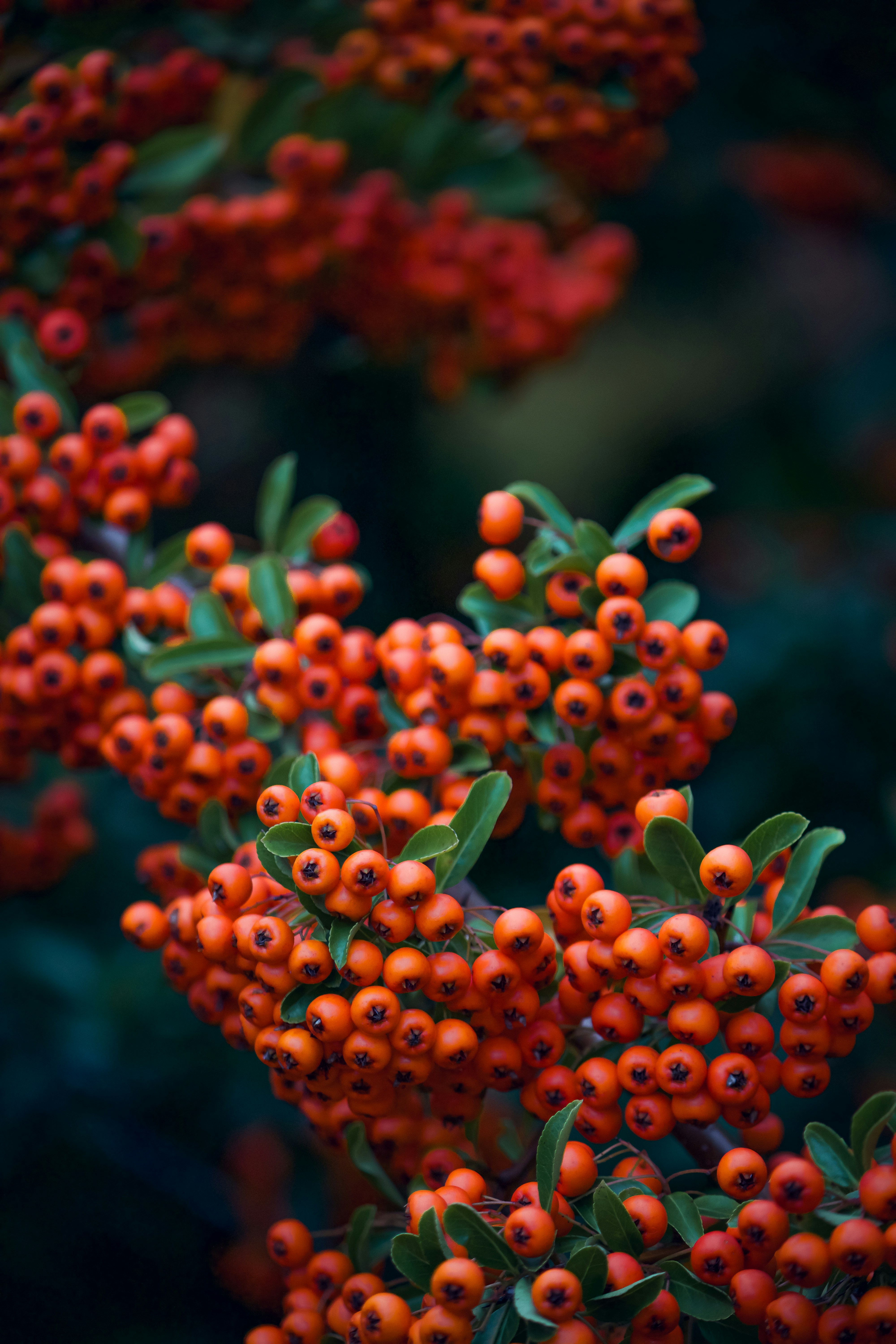 Photo by elisamoldovan