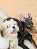 Two dogs side by side, one in a bright shirt and the other in a soft vest, both looking joyful.
