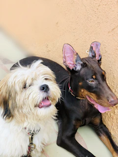 Two dogs side by side, one in a bright shirt and the other in a soft vest, both looking joyful.