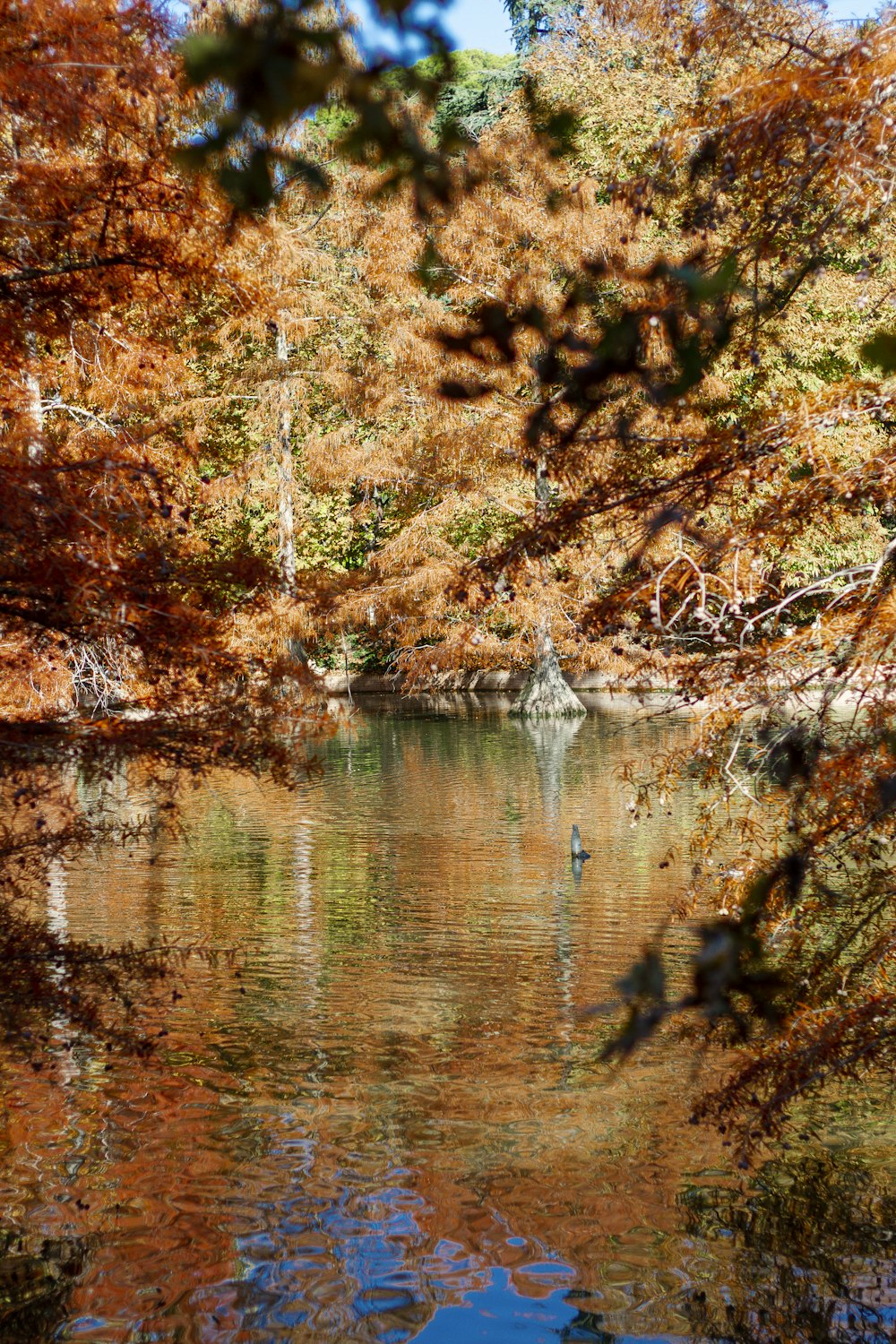 brown and green trees beside river during daytime