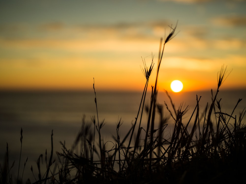 silhouette of grass during sunset