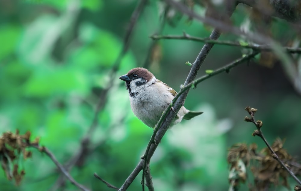 white and brown bird on tree branch