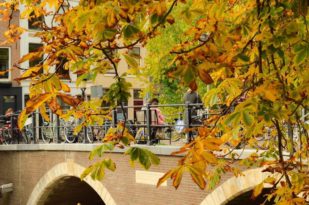 yellow and green leaves on brown concrete bridge