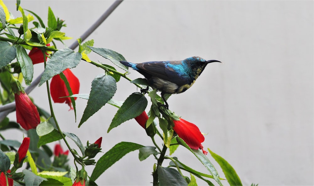 pássaro azul e preto na flor vermelha