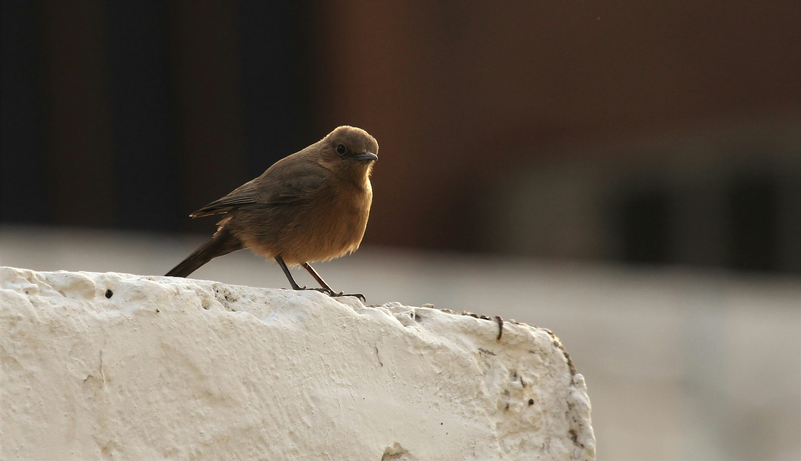 brown bird on white rock
