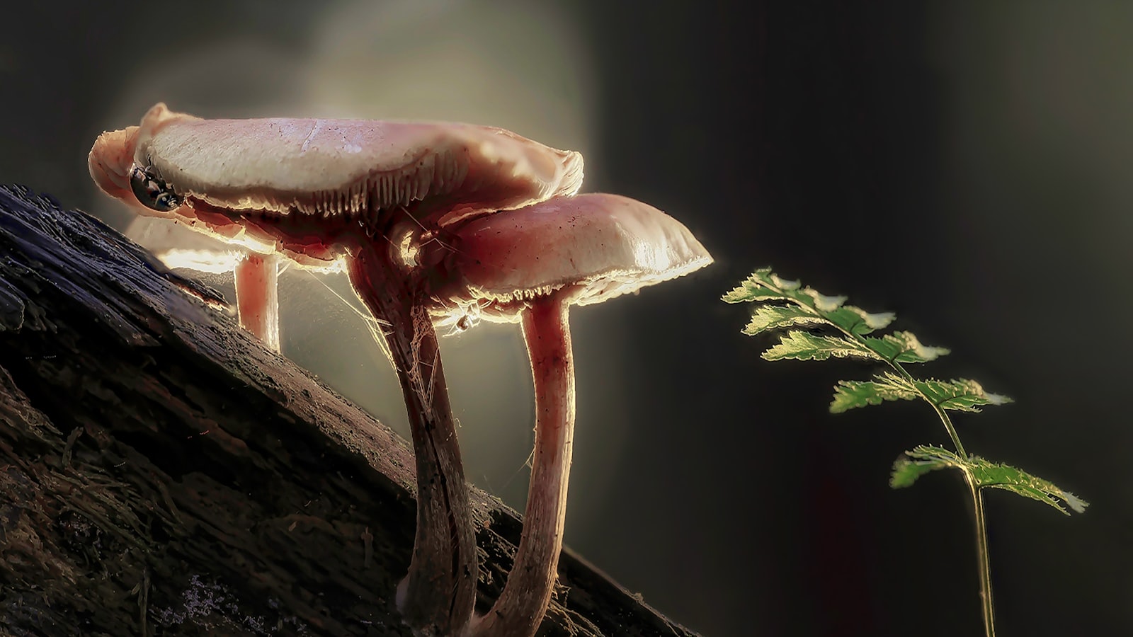 The Benefits of Using Mushroom Compost for Strawberry Cultivation