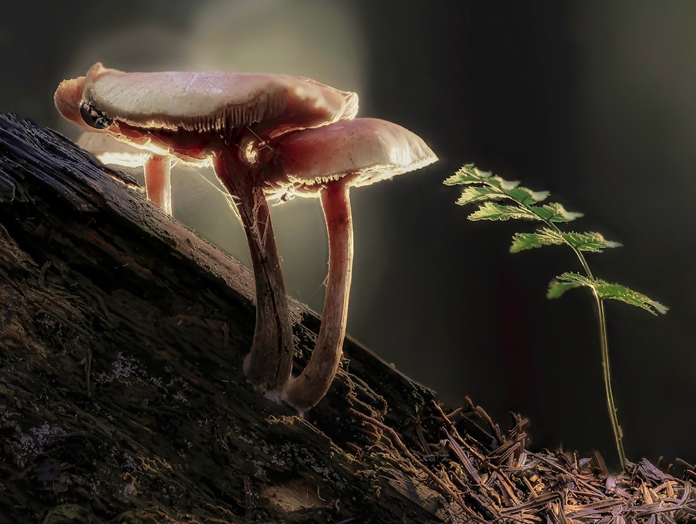 brown mushroom on brown tree trunk