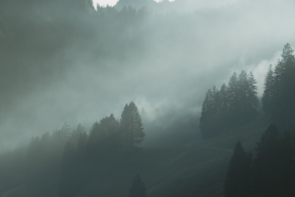 green trees under white clouds