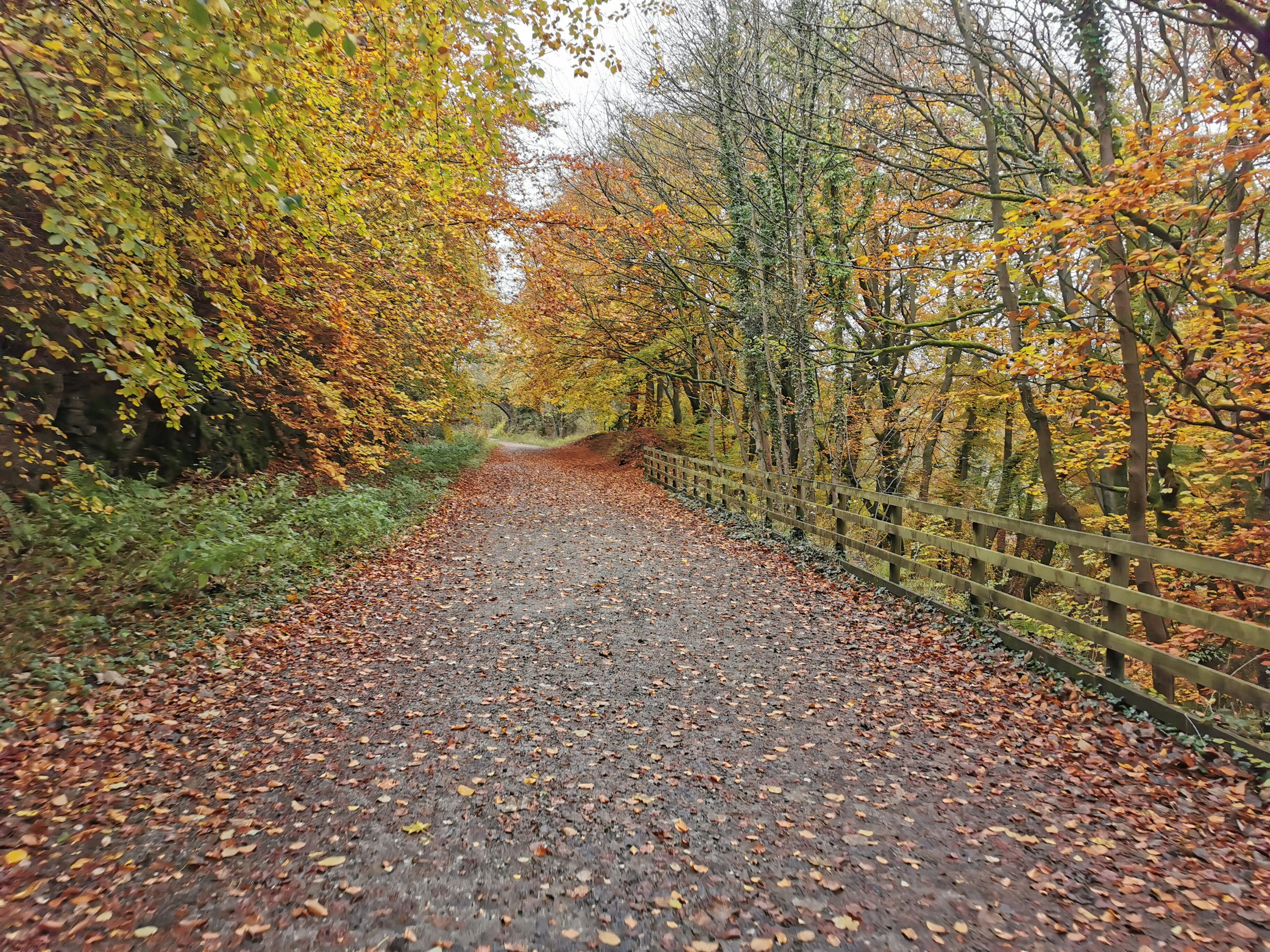 brown pathway between green trees during daytime
