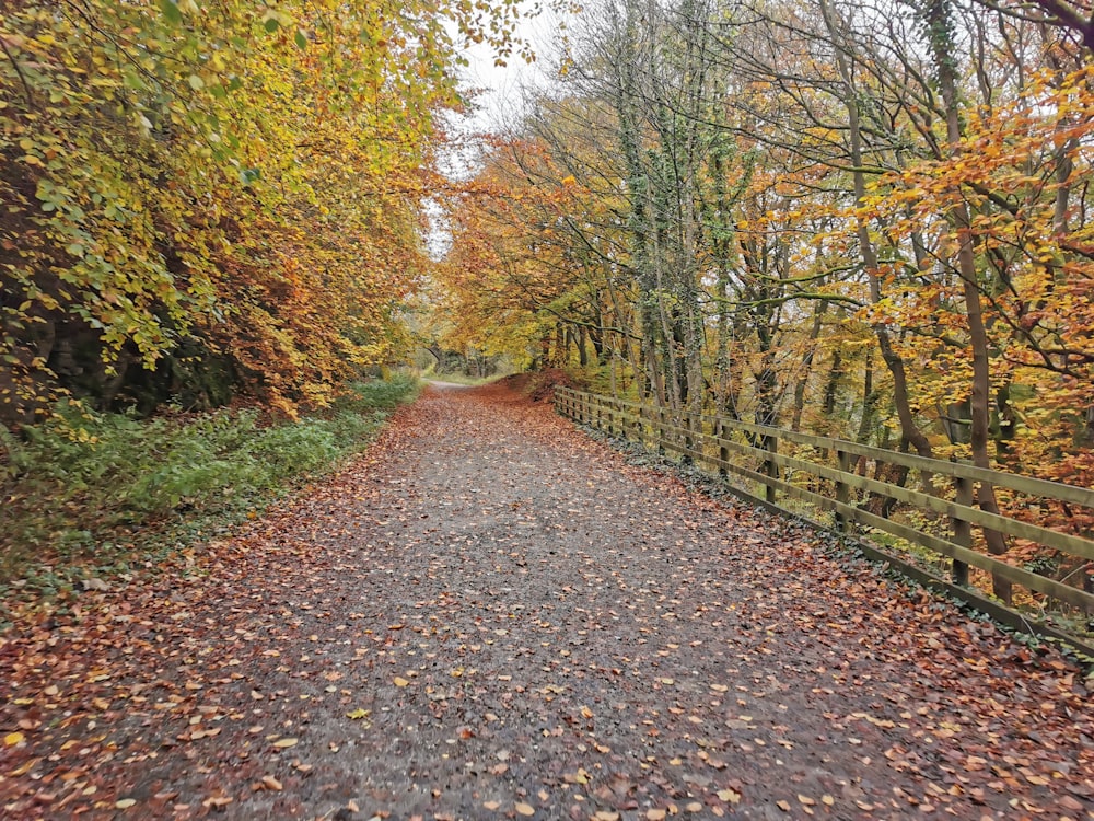 brown pathway between green trees during daytime