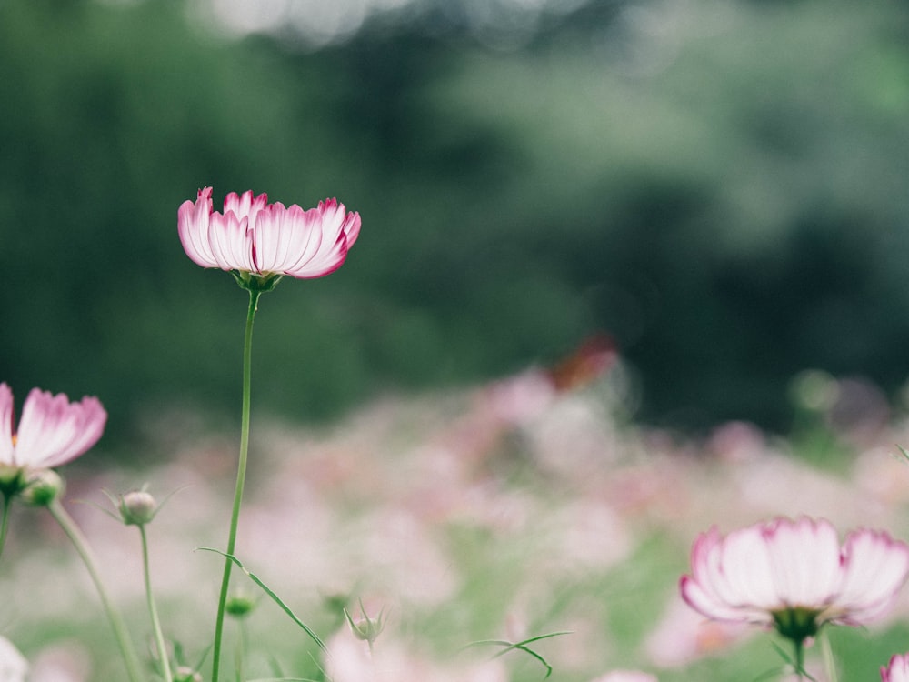 pink flower in tilt shift lens