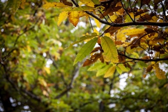 green and brown leaves during daytime