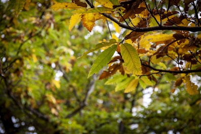 green and brown leaves during daytime