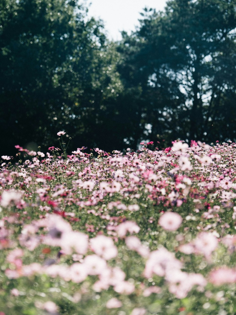 pink flowers on green grass field during daytime