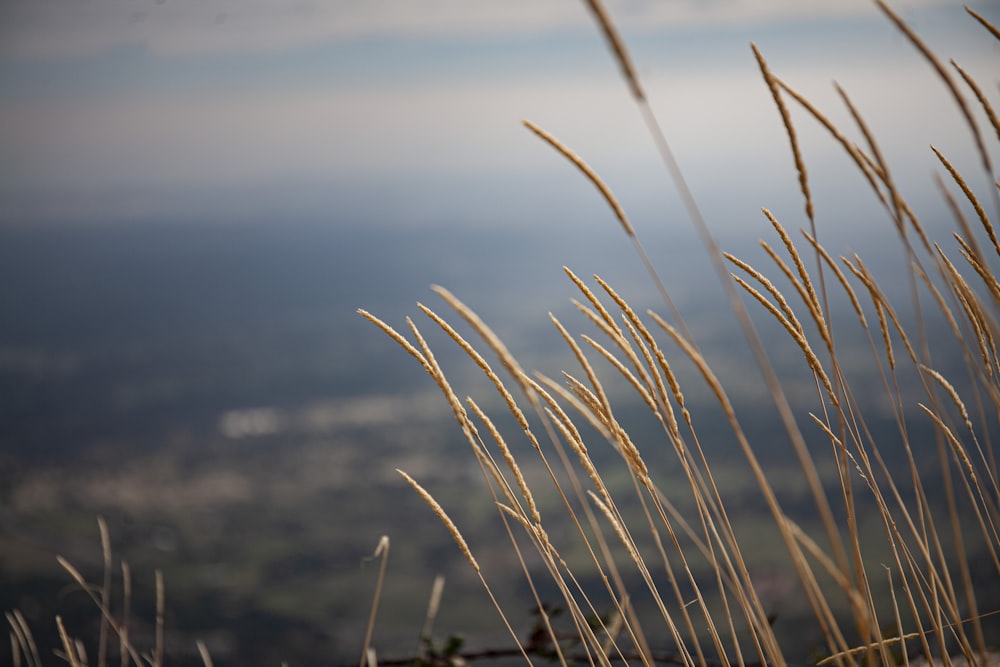 erba marrone in primo piano fotografia