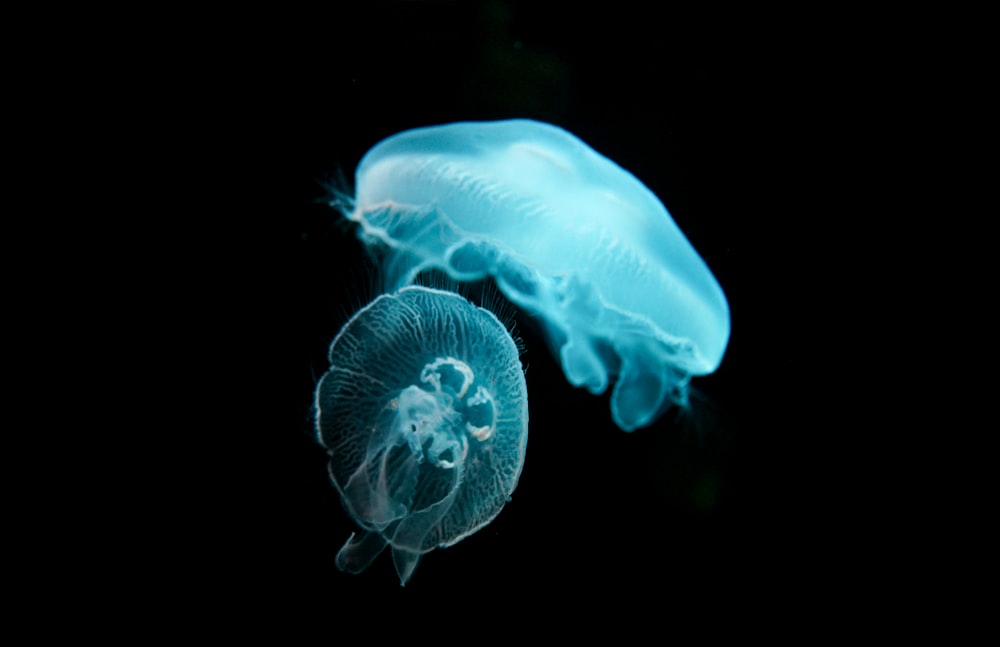 blue jellyfish in white background