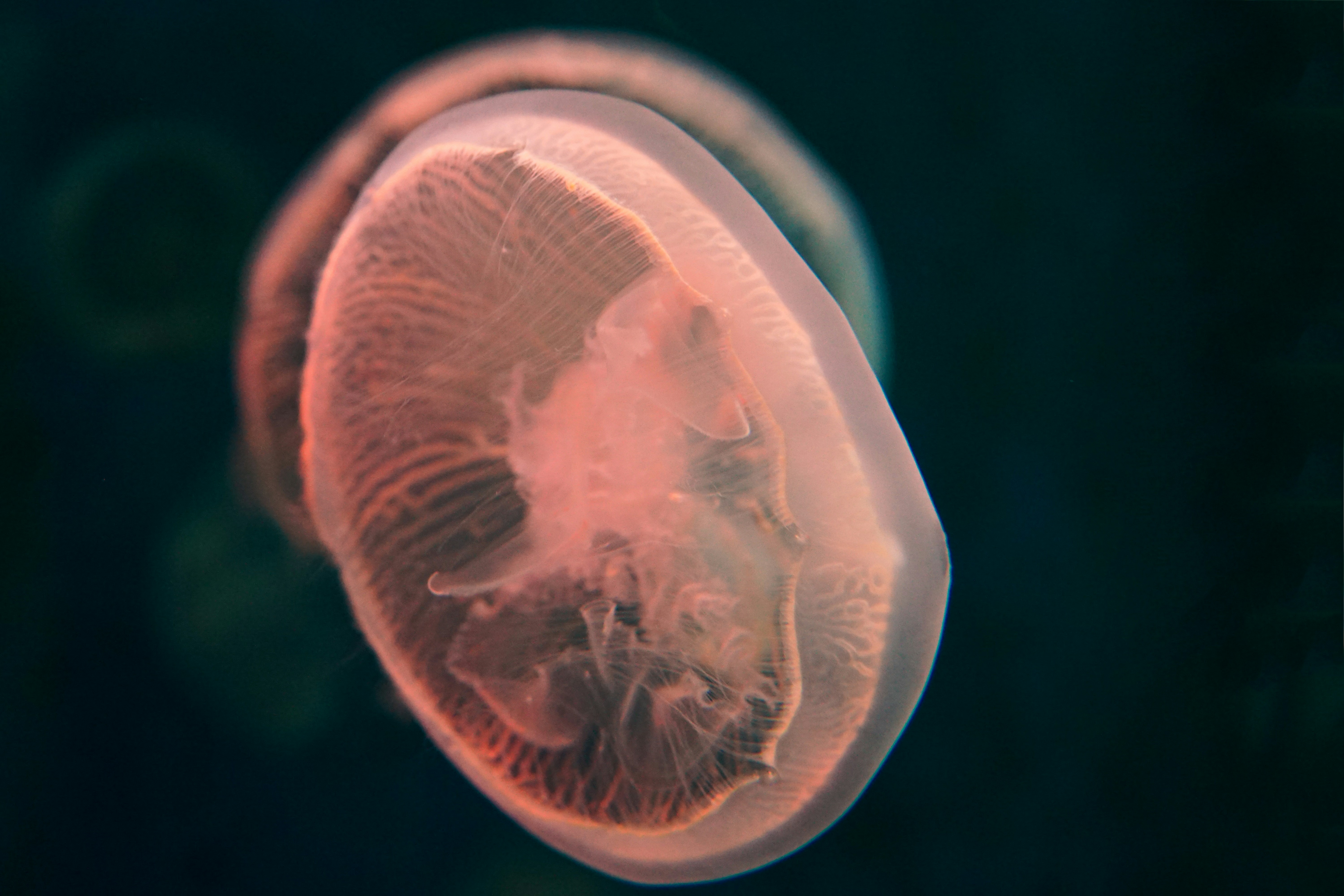 Photo by cosmonaut647