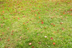 red and green grass field