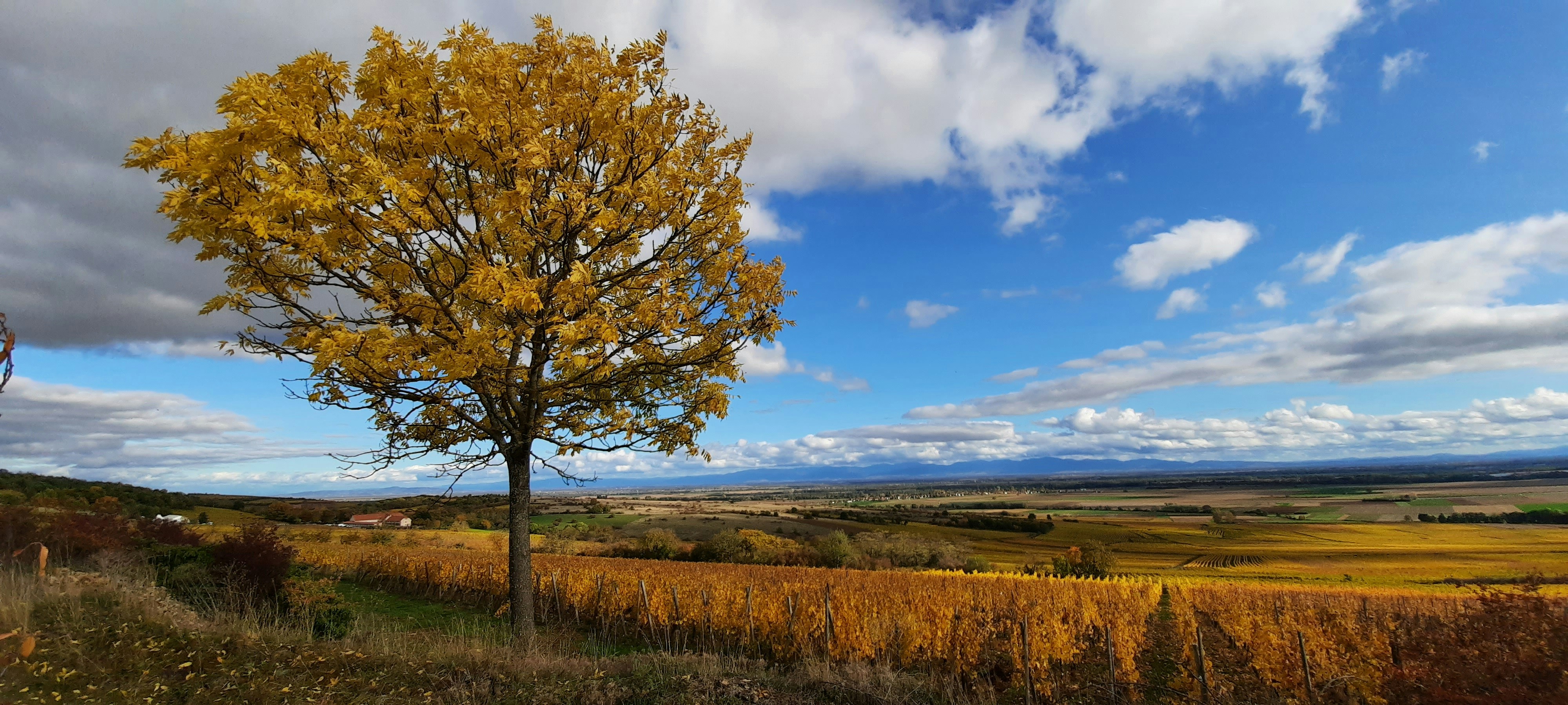 brown tree on brown grass field under blue sky during daytime