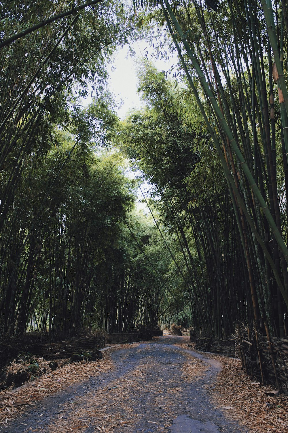 green trees on brown soil