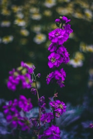 purple flowers in tilt shift lens