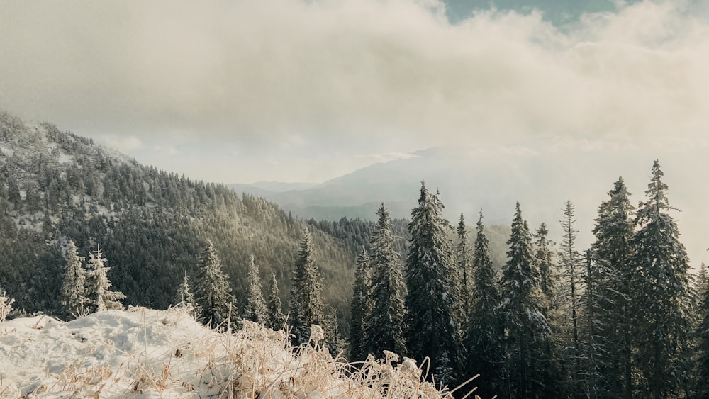 green pine trees on mountain under white sky during daytime