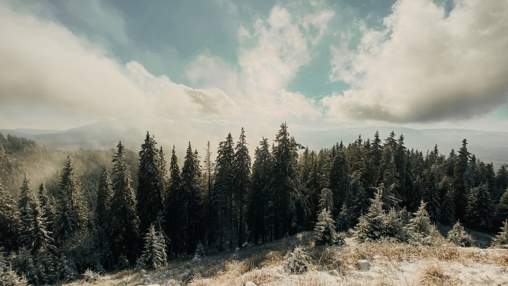 green pine trees under white clouds and blue sky during daytime