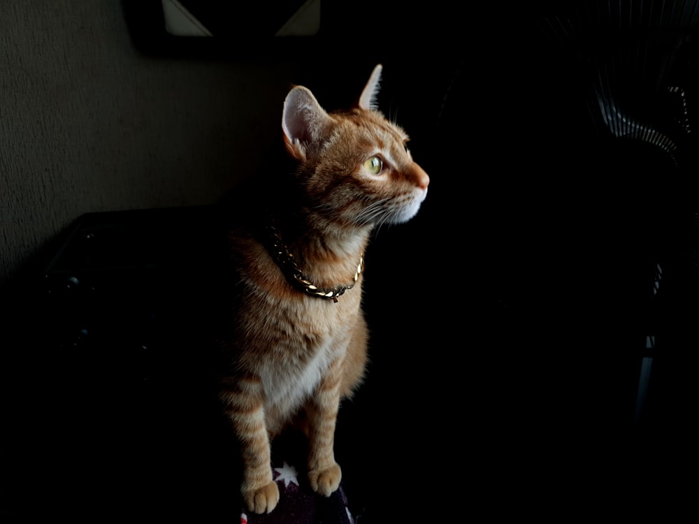 orange tabby cat on black surface