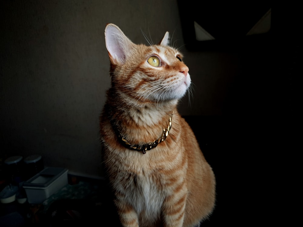 orange tabby cat on black table