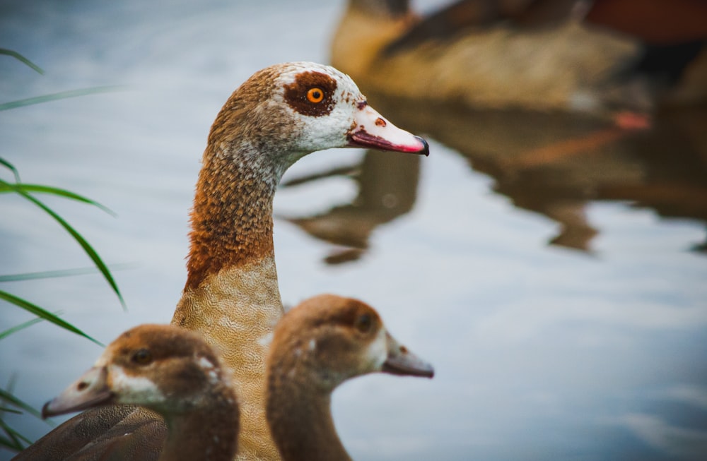 brown duck on water during daytime