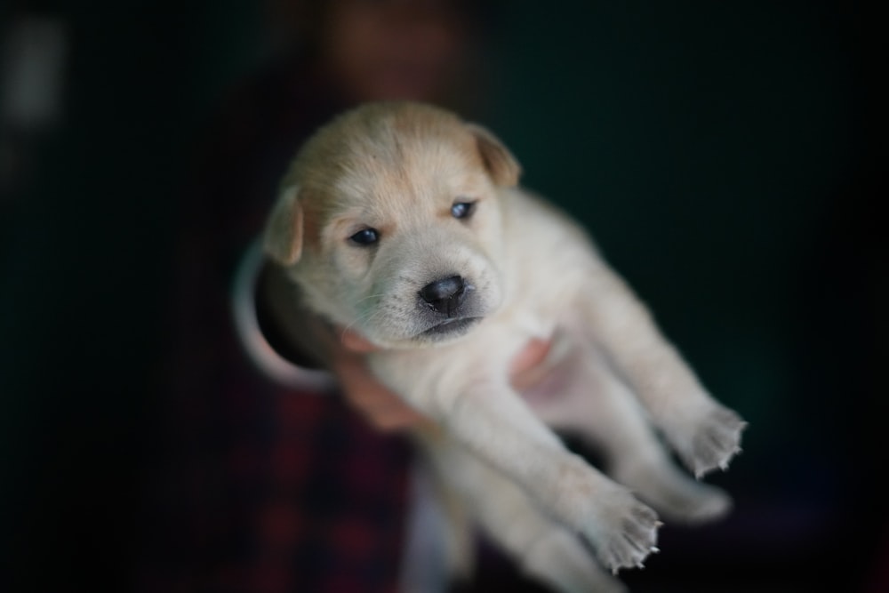 床に横たわる黄色いラブラドールレトリバーの子犬