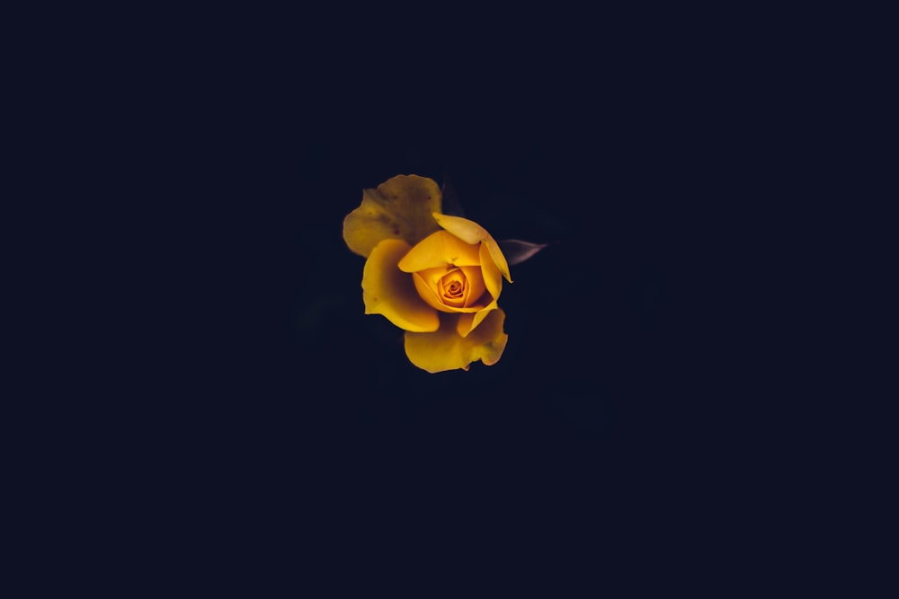 yellow flower in black background