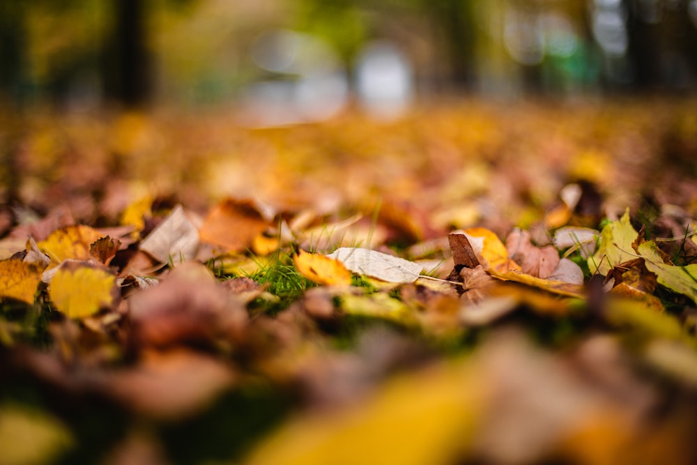 brown dried leaves on ground