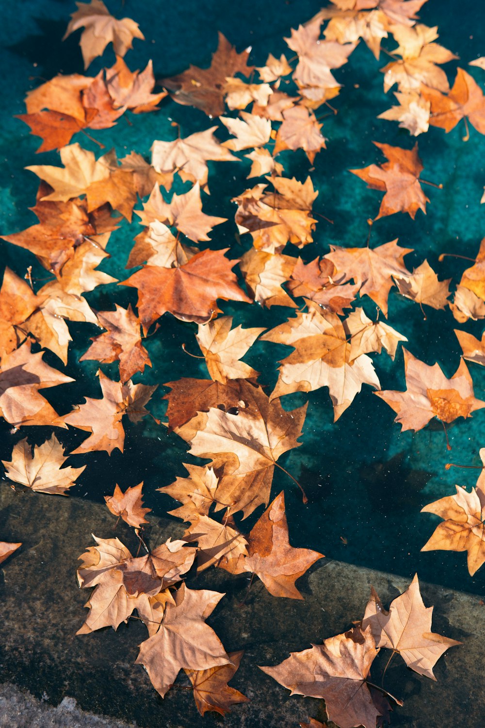 feuilles d’érable brunes sur un sol en béton brun