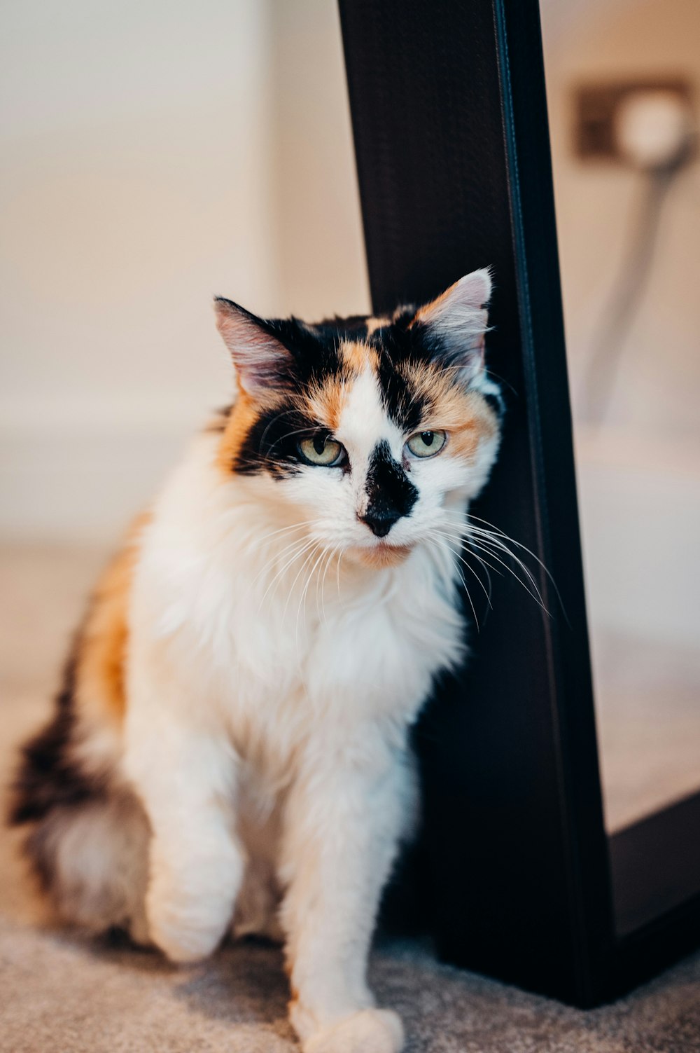 white and brown cat on black table