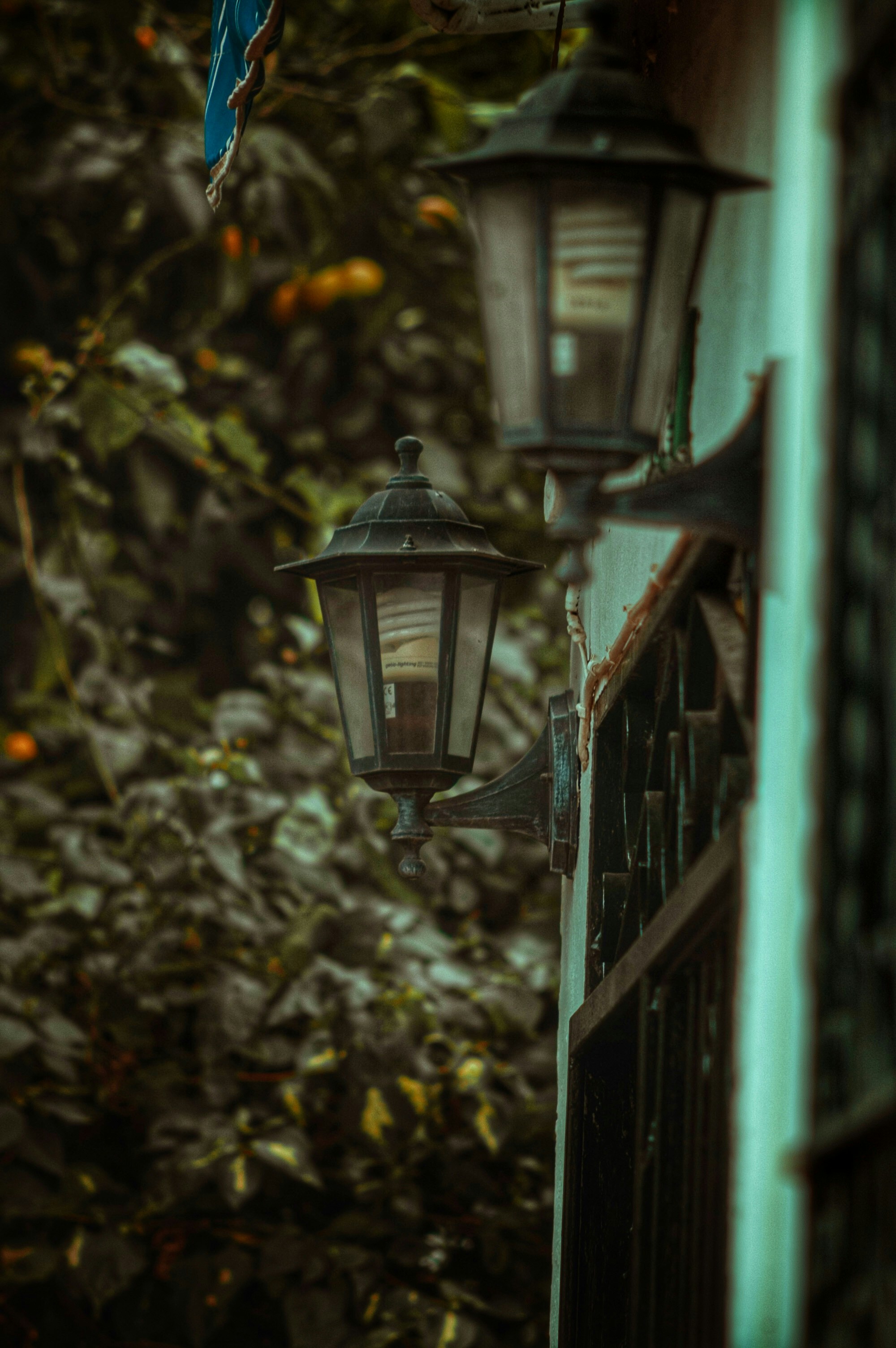 Photo by gallosoo