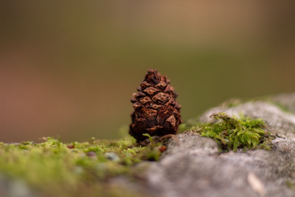 brown pine cone on green moss