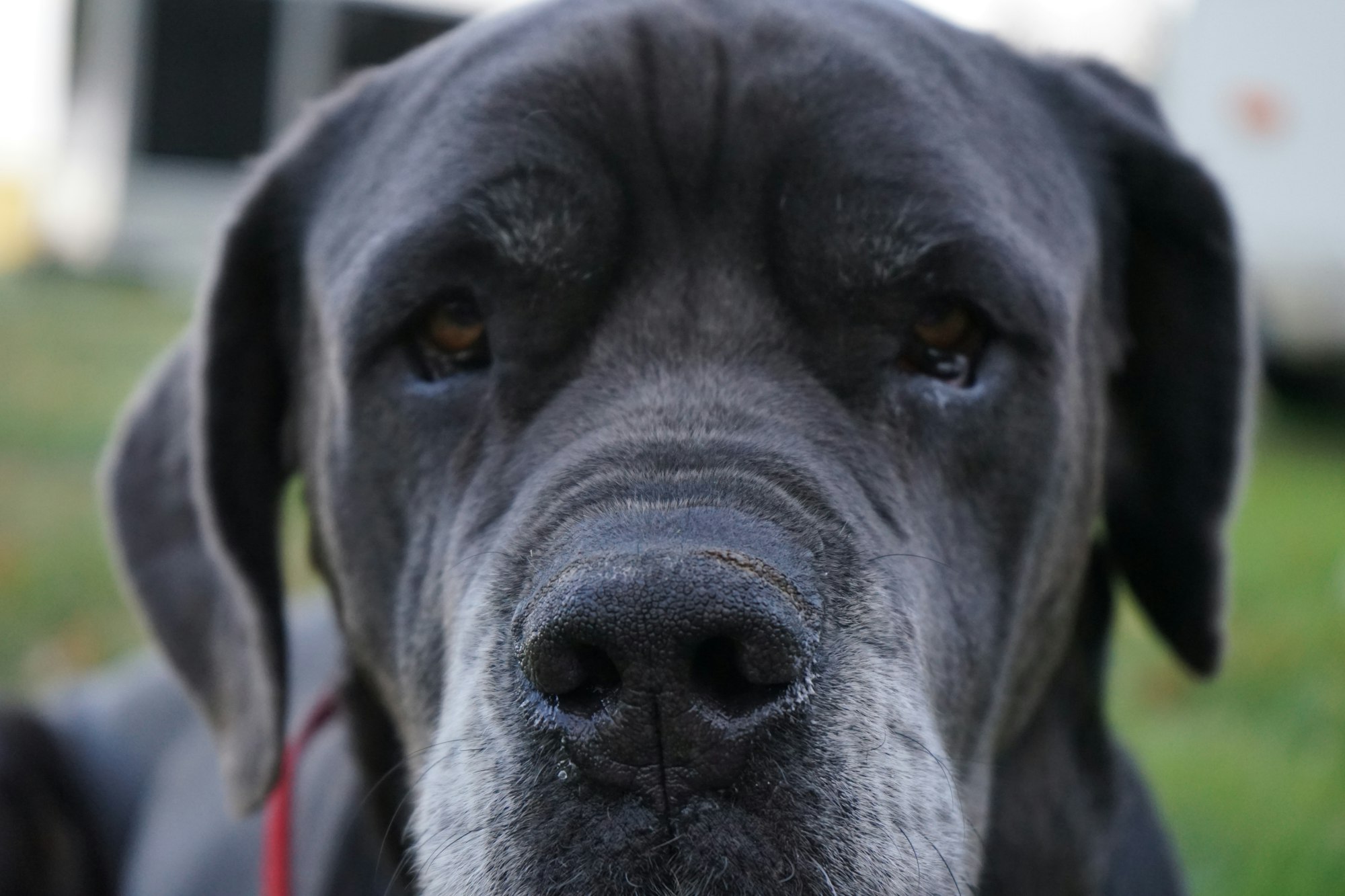 Blue Great Dane