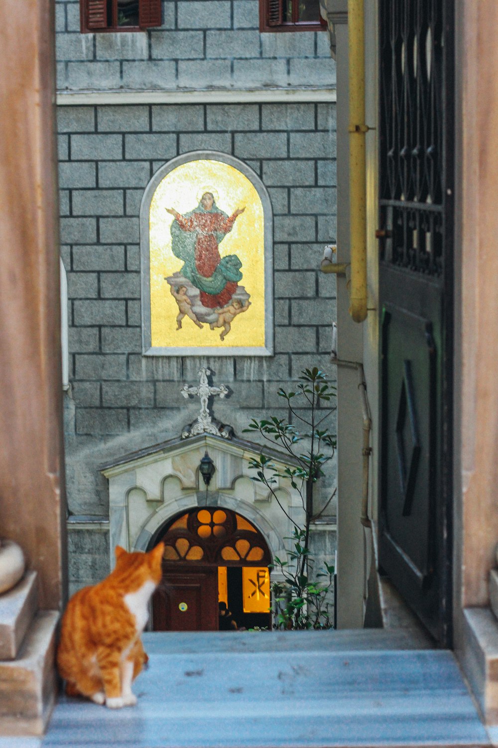 brown and white cat on window