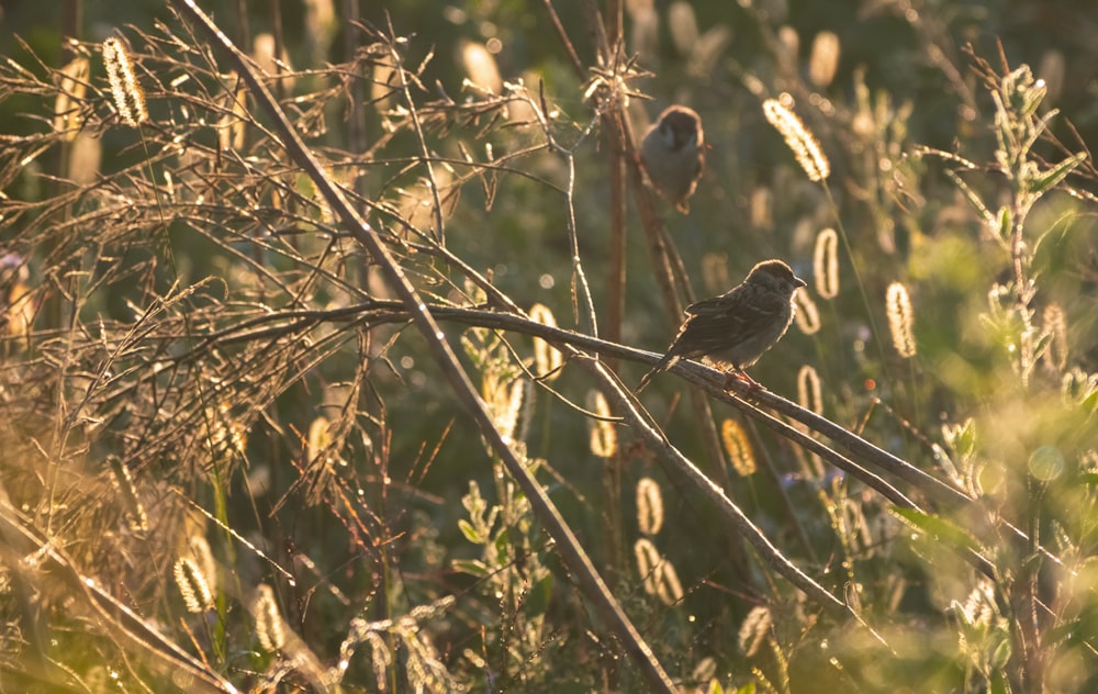 brown bird on brown tree branch during daytime