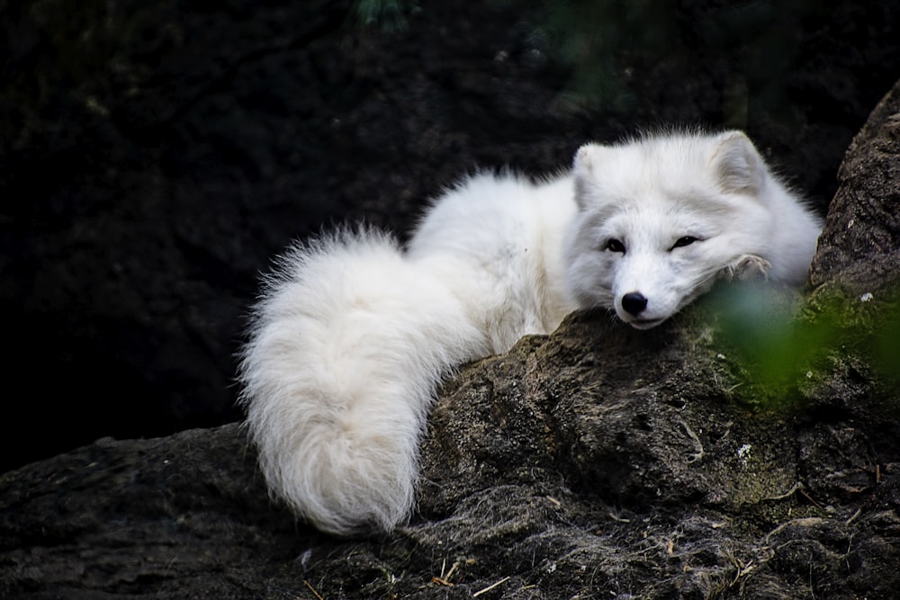 white fox lying on ground