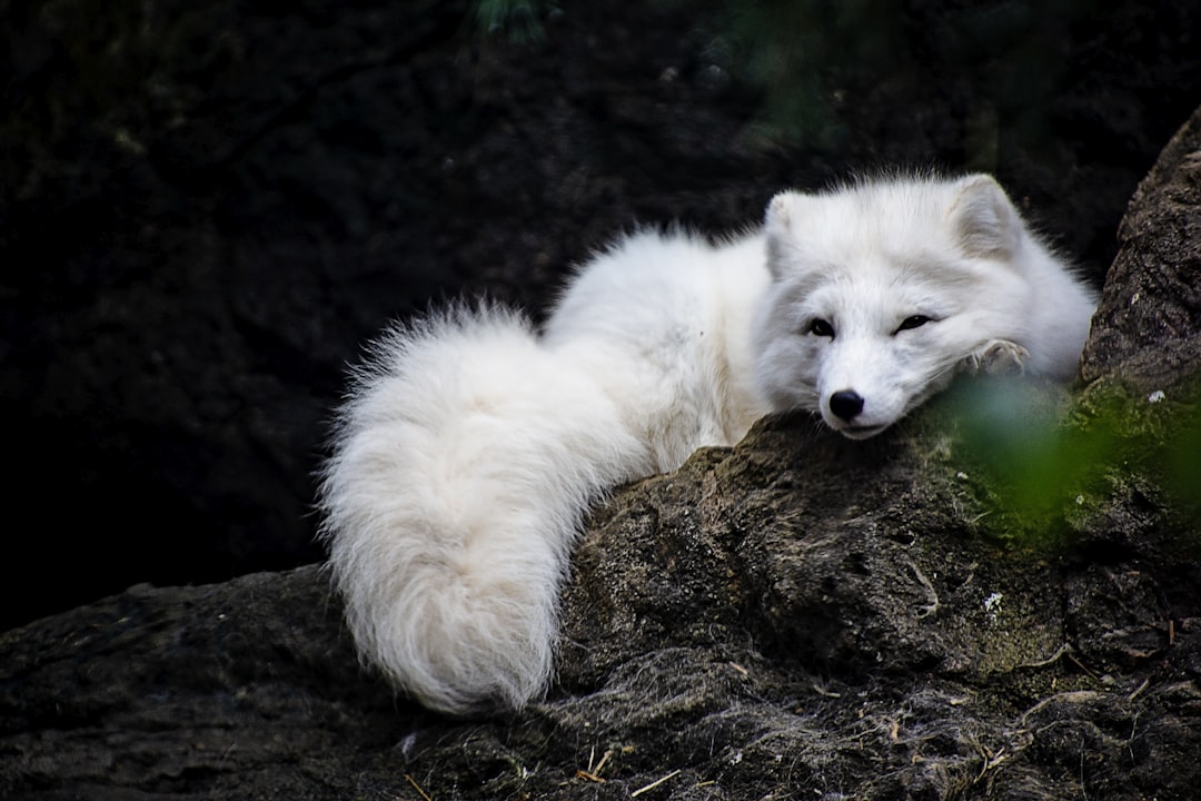 white fox lying on ground,