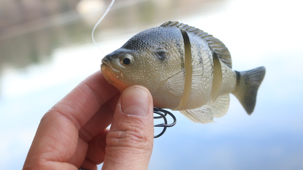 人の手に青と白の魚