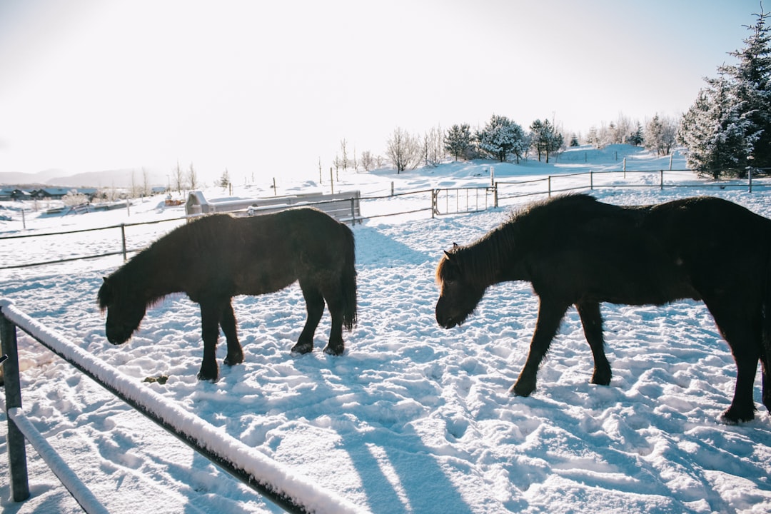 black horse on snow covered ground during daytime