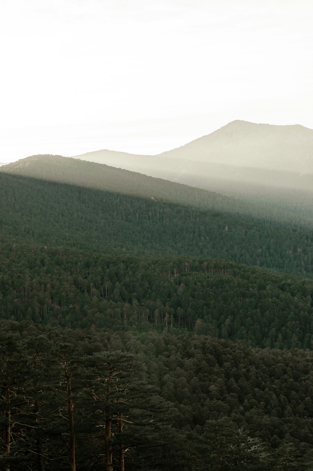 green trees on mountain during daytime