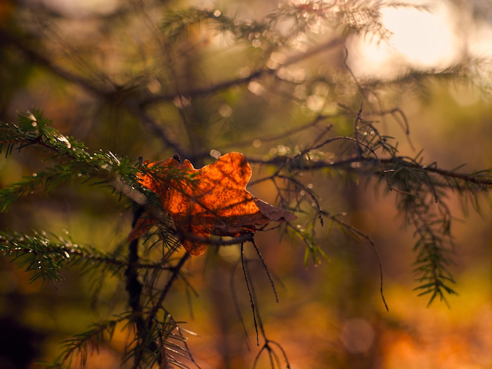 brown dried leaf on tree branch