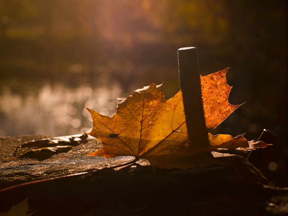 brown maple leaf on brown wooden surface